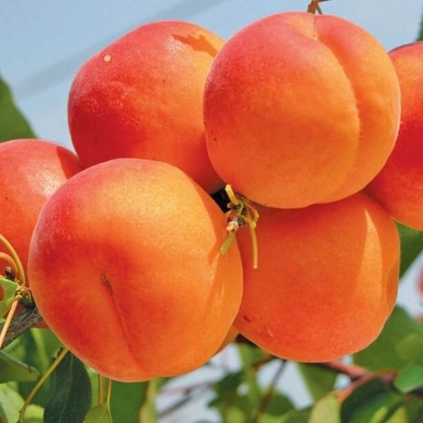 Apricot orange. Абрикос оранж Эрли. Абрикос Харгранд. Абрикос красень Киева. Персик Эрли ред.